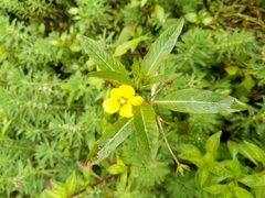 Ludwigia peploides montevidensis