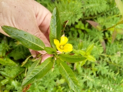 Ludwigia peploides montevidensis