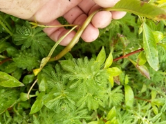 Ludwigia peploides montevidensis