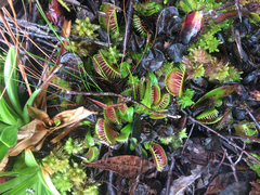 Dionaea muscipula