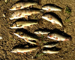 Campostoma oligolepis