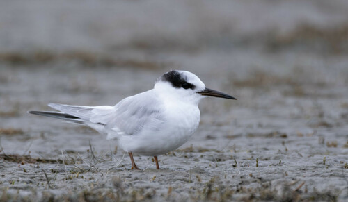 Little Tern