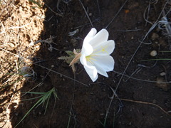 Oenothera coronopifolia