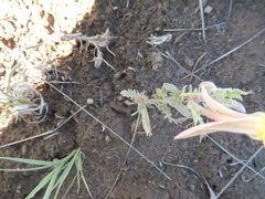 Oenothera coronopifolia