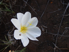Oenothera coronopifolia