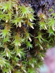 Orthotrichum papillosum