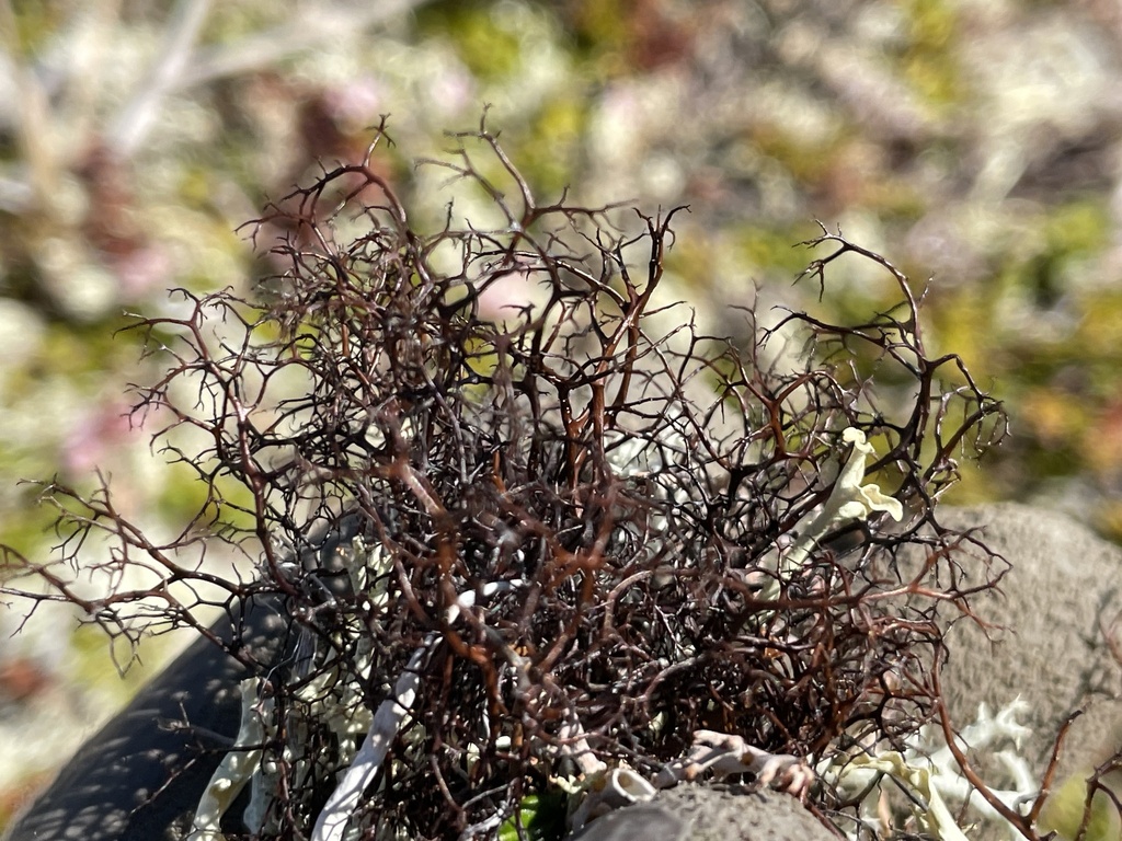 Heath Foxhair Lichen