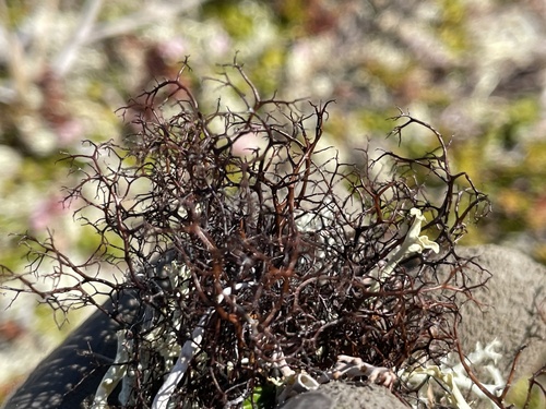Heath Foxhair Lichen