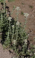 Pseudognaphalium biolettii