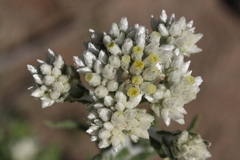 Pseudognaphalium biolettii