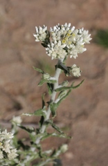 Pseudognaphalium biolettii