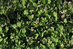 Trifolium repens repens