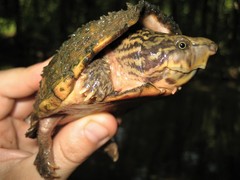 Sternotherus peltifer