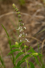 Ocimum americanum image