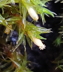 Orthotrichum papillosum