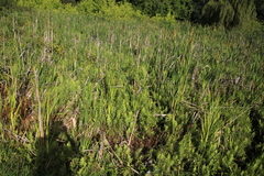 Thelypteris confluens