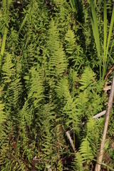 Thelypteris confluens