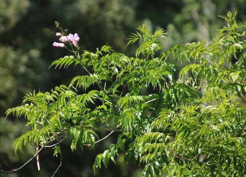 Podranea ricasoliana