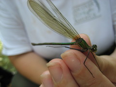 Calopteryx angustipennis