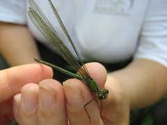 Calopteryx angustipennis