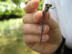 Calopteryx angustipennis