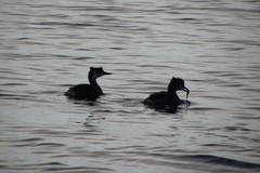 Rollandia microptera