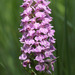 Baltic Marsh-Orchid - Photo (c) Sergey Mayorov, some rights reserved (CC BY-NC), uploaded by Sergey Mayorov