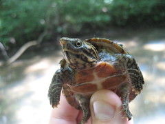 Sternotherus peltifer