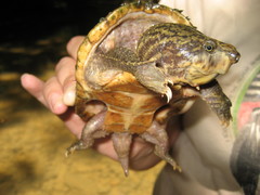Sternotherus peltifer