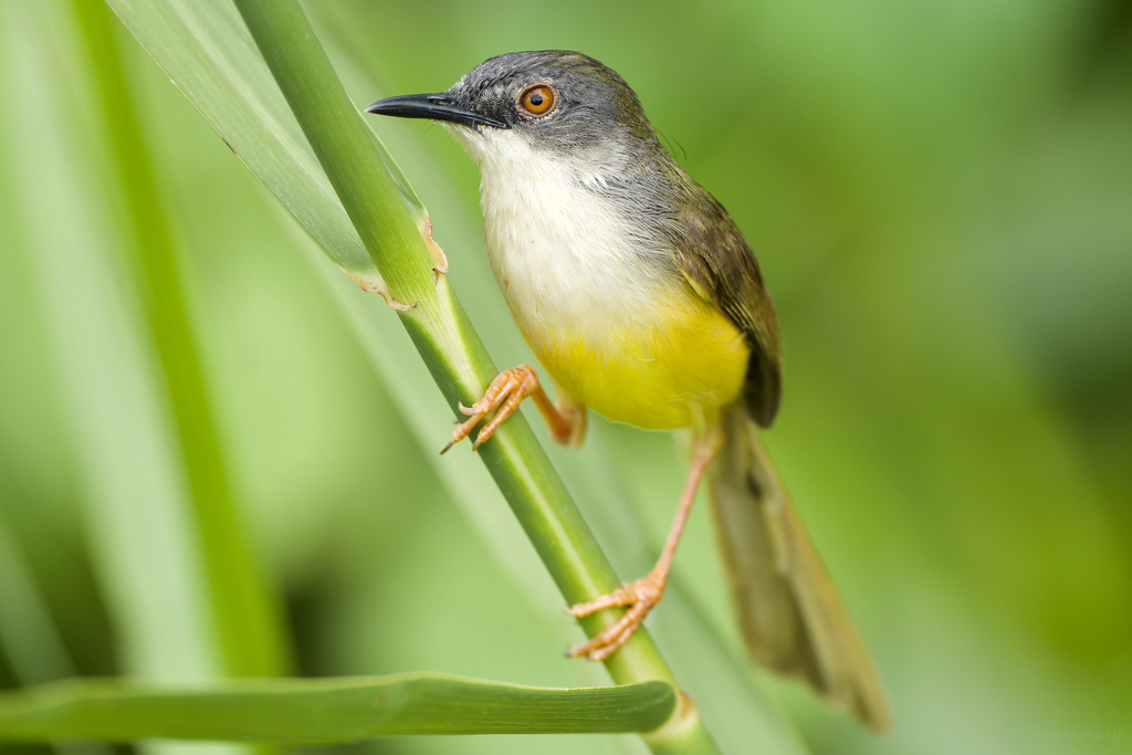 Yellow-bellied Prinia (Prinia flaviventris) photo