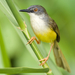 Yellow-bellied Prinia - Photo (c) Sam Hambly, some rights reserved (CC BY-NC), uploaded by Sam Hambly