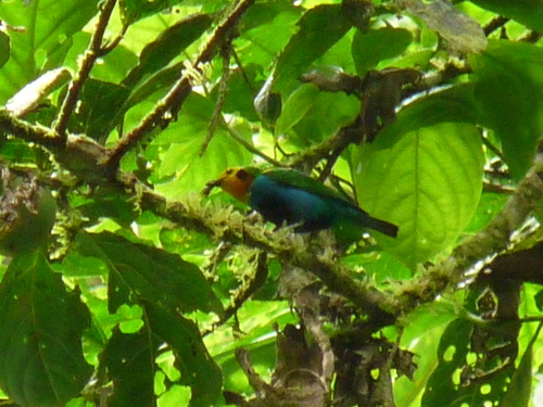 Chlorochrysa nitidissima