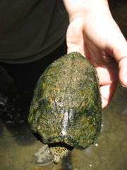 Sternotherus peltifer