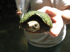 Sternotherus peltifer