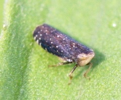 Scaphytopius frontalis