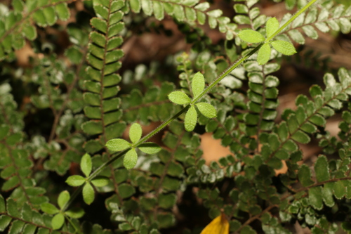 Image of Galium leptogonium by (c) Greg Tasney, some rights reserved (CC BY-SA)
