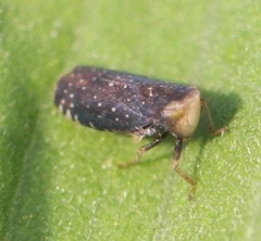 Scaphytopius frontalis