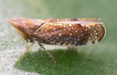 Scaphytopius acutus