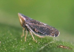 Scaphytopius frontalis