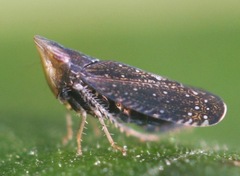 Scaphytopius frontalis