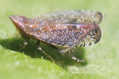 Scaphytopius acutus