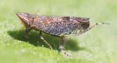 Scaphytopius acutus