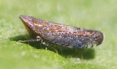 Scaphytopius acutus