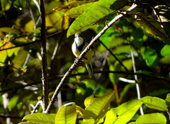 Motacilla flaviventris