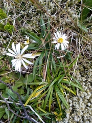 Celmisia major brevis