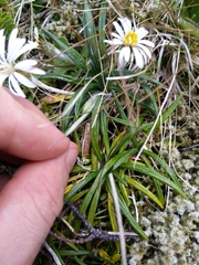 Celmisia major brevis