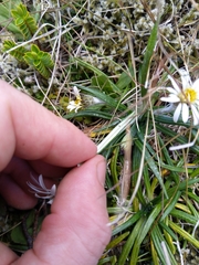 Celmisia major brevis