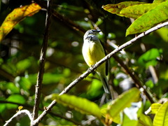 Motacilla flaviventris