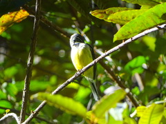 Motacilla flaviventris