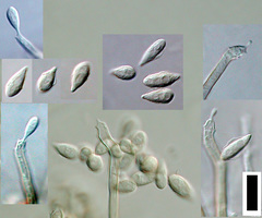 Myrmecridium